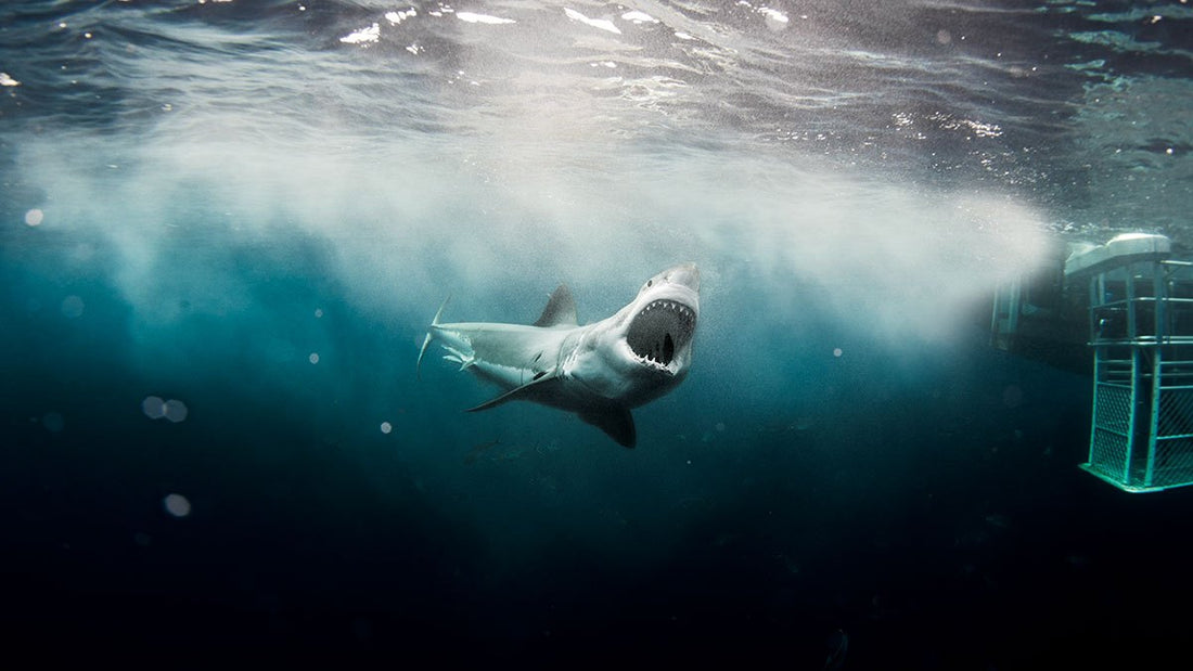 Preventing Shark Attacks! How Do SMART Drum Lines Work?